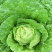大白菜