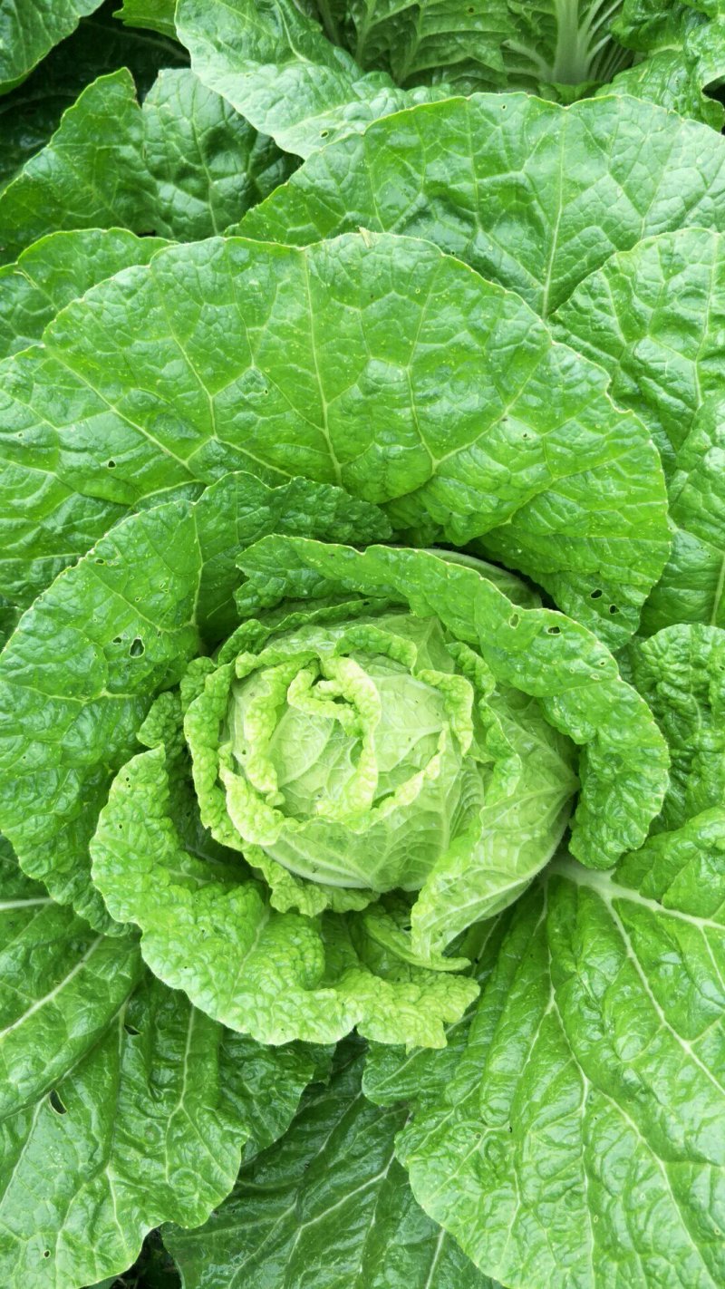 大白菜