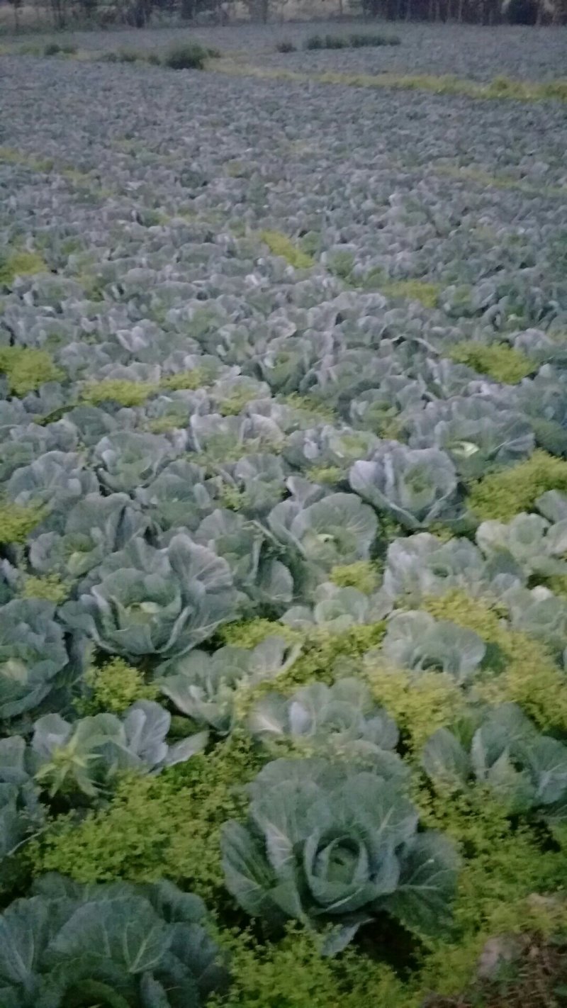莲花白，春福来