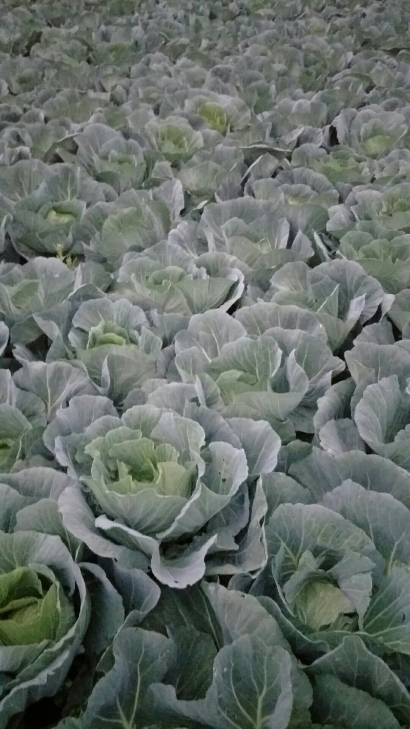 莲花白，春福来