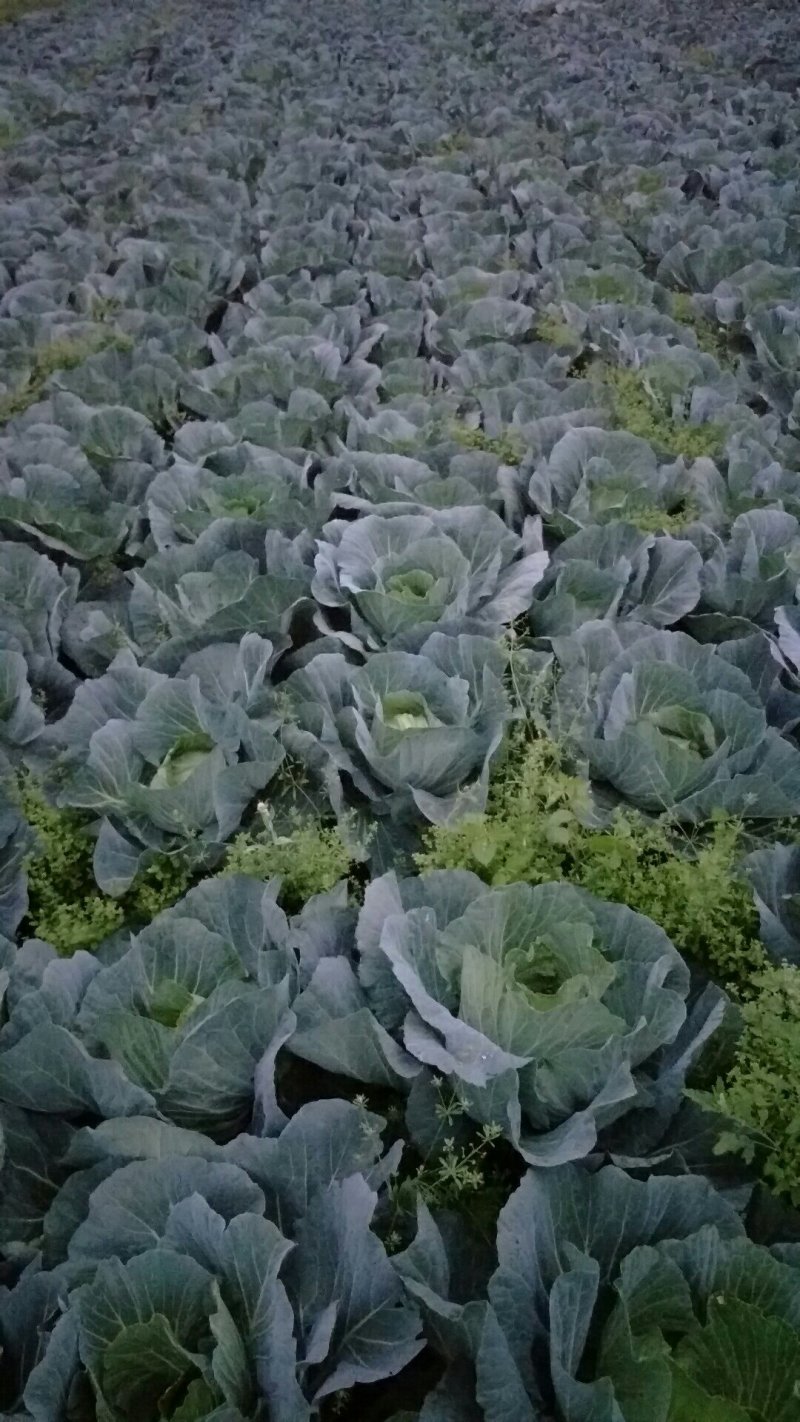 莲花白，春福来