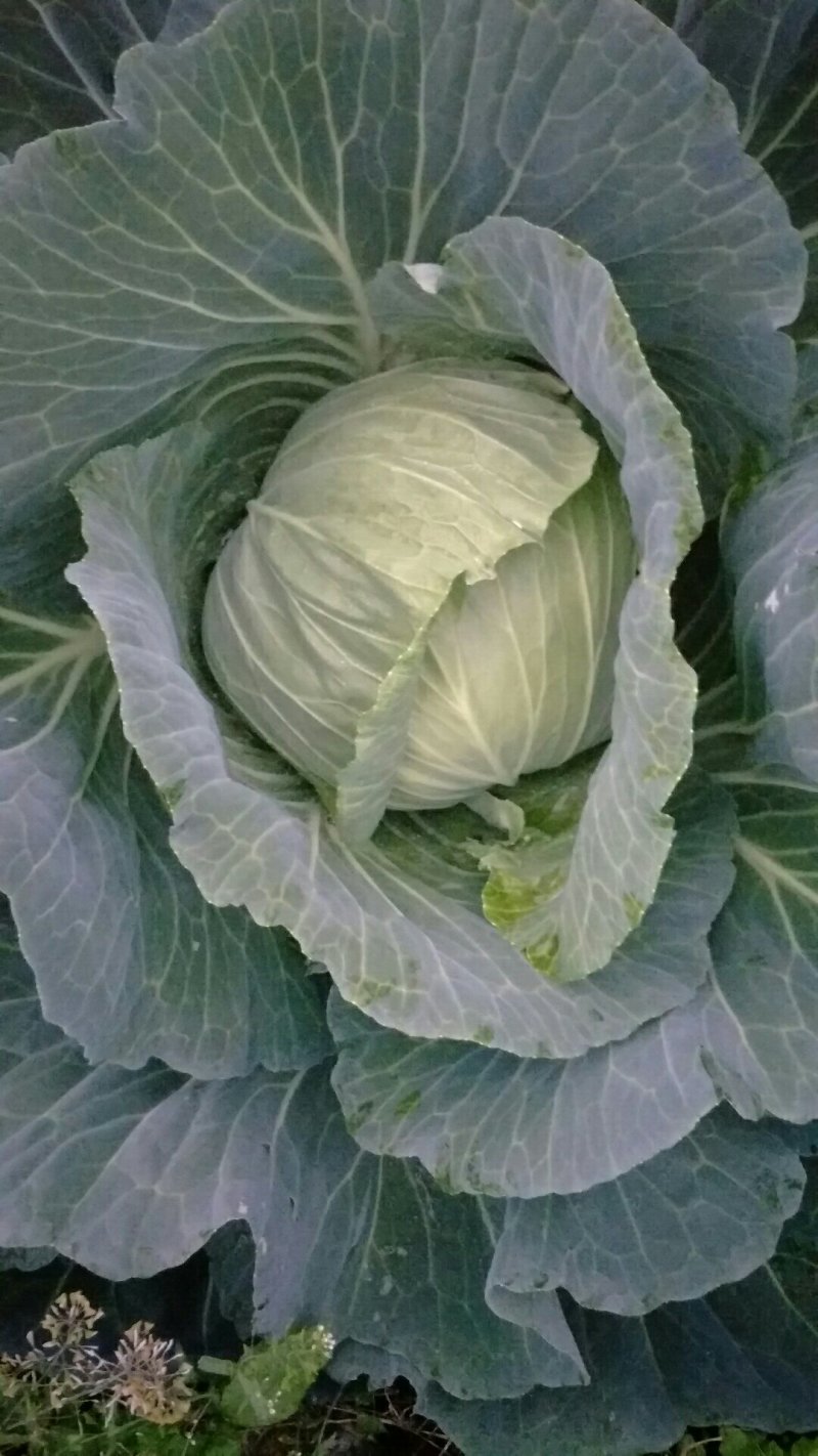 莲花白，春福来