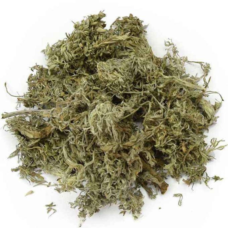 茵陈