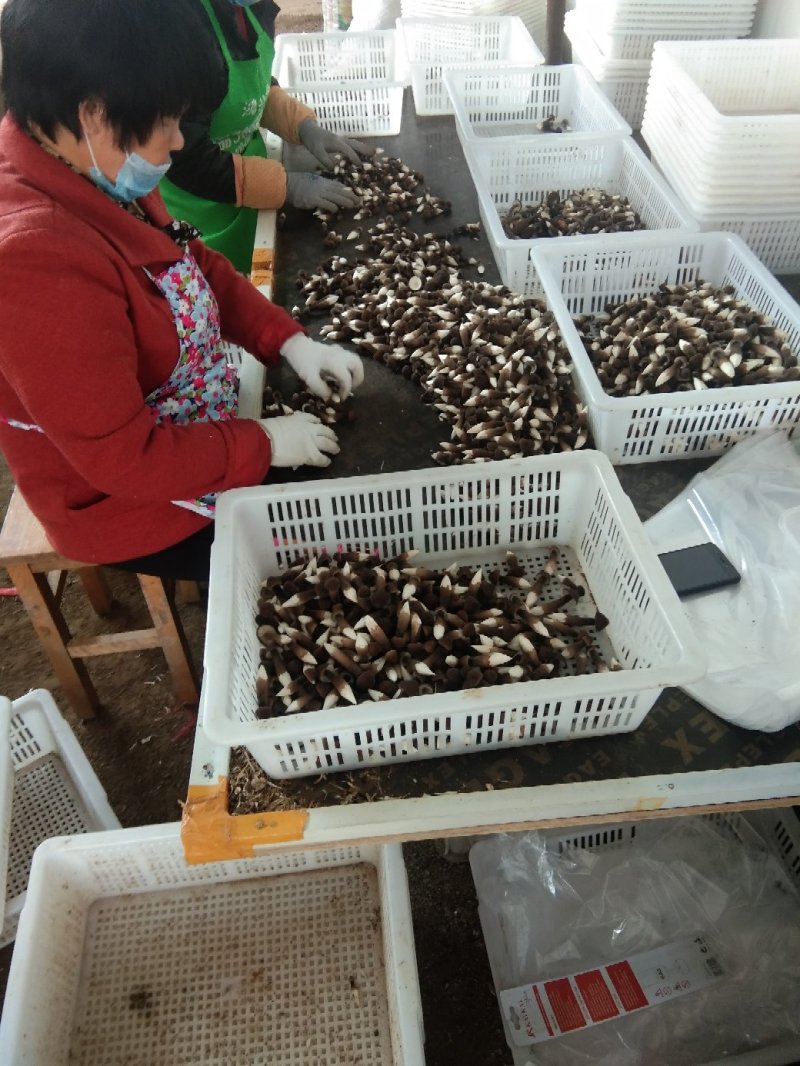 一级黑鸡枞