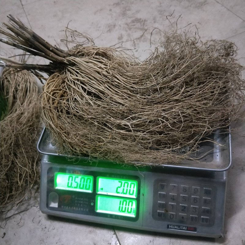 优选东北白薇种子保质保量大量有货欢迎选购