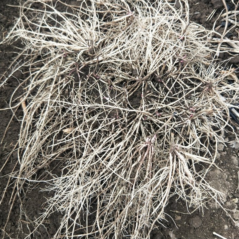 优选东北白薇种子保质保量大量有货欢迎选购