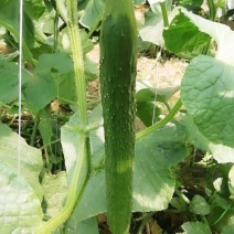 屈庄无公害蔬菜种植基地