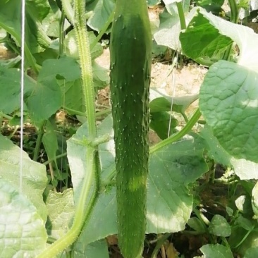 屈庄无公害蔬菜种植基地