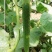 屈庄无公害蔬菜种植基地