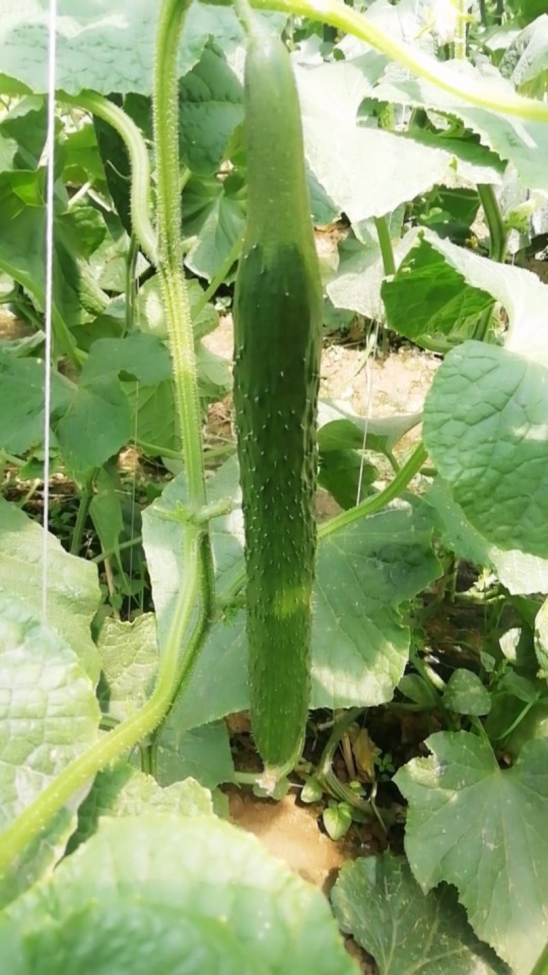 屈庄无公害蔬菜种植基地