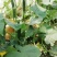 屈庄无公害蔬菜种植基地