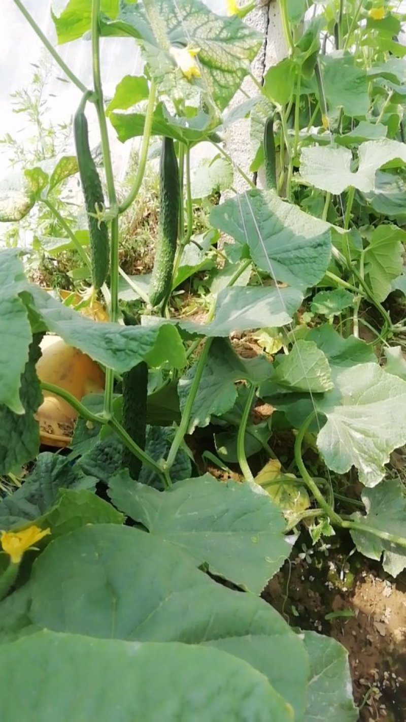 屈庄无公害蔬菜种植基地