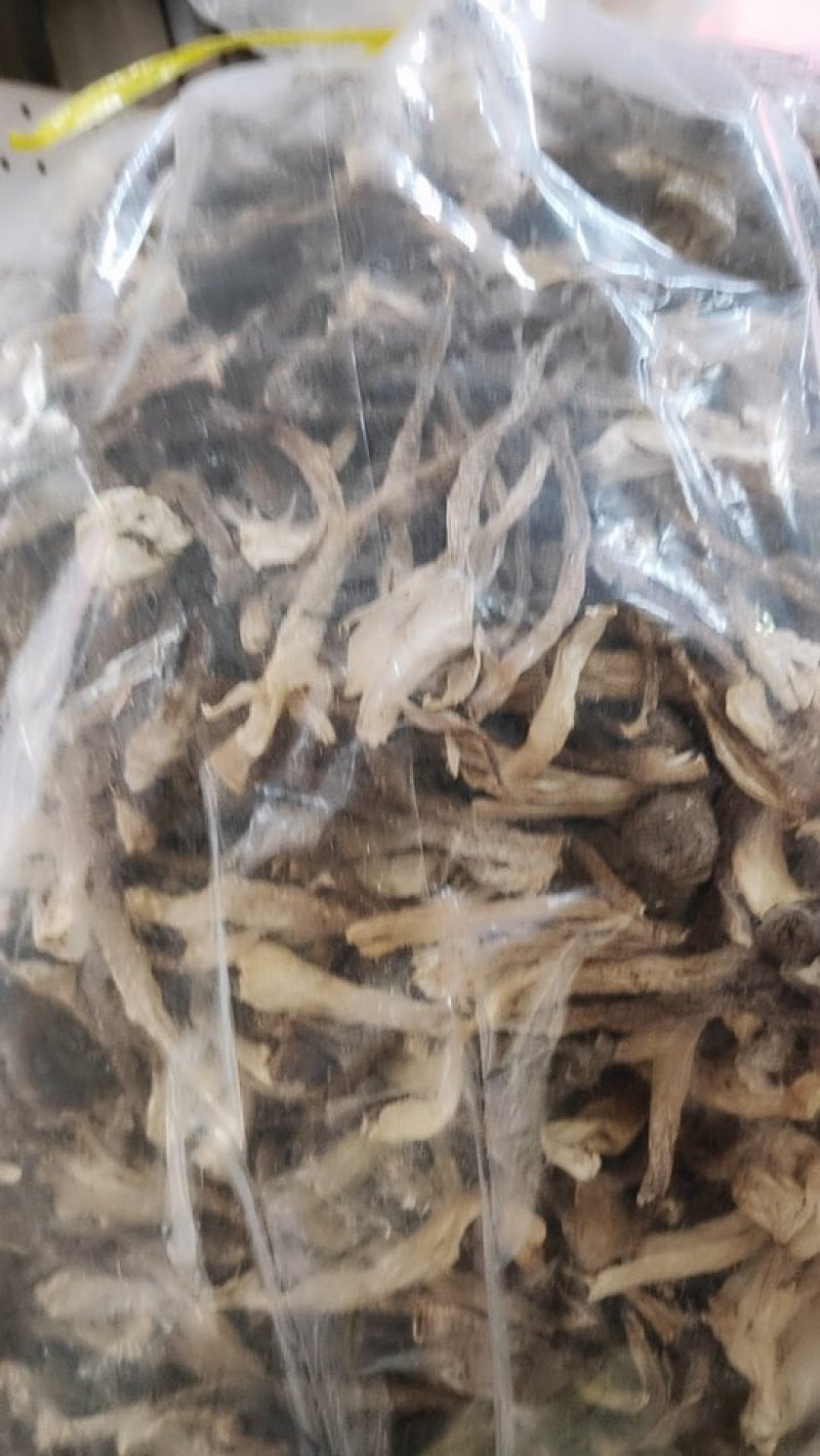 鹿茸菇！！！！！！！！！！！