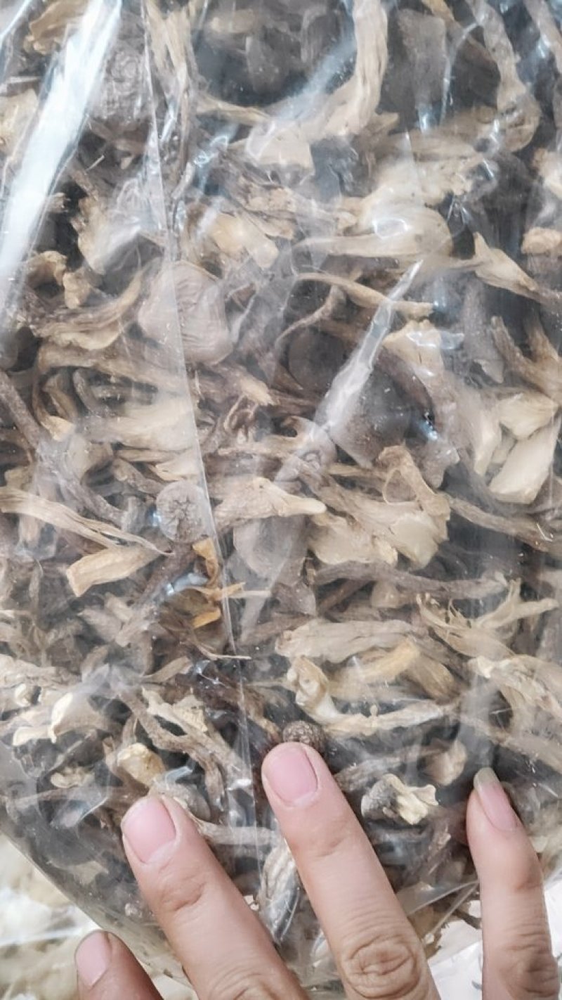 鹿茸菇！！！！！！！！！！！