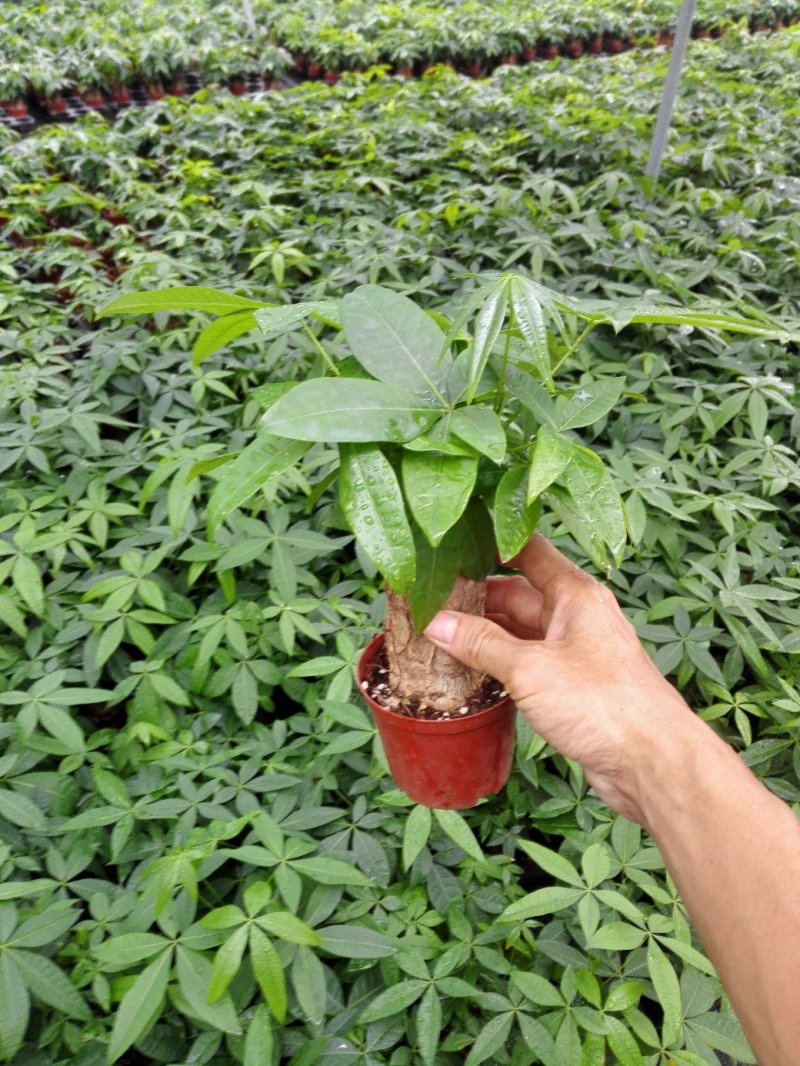 发财树