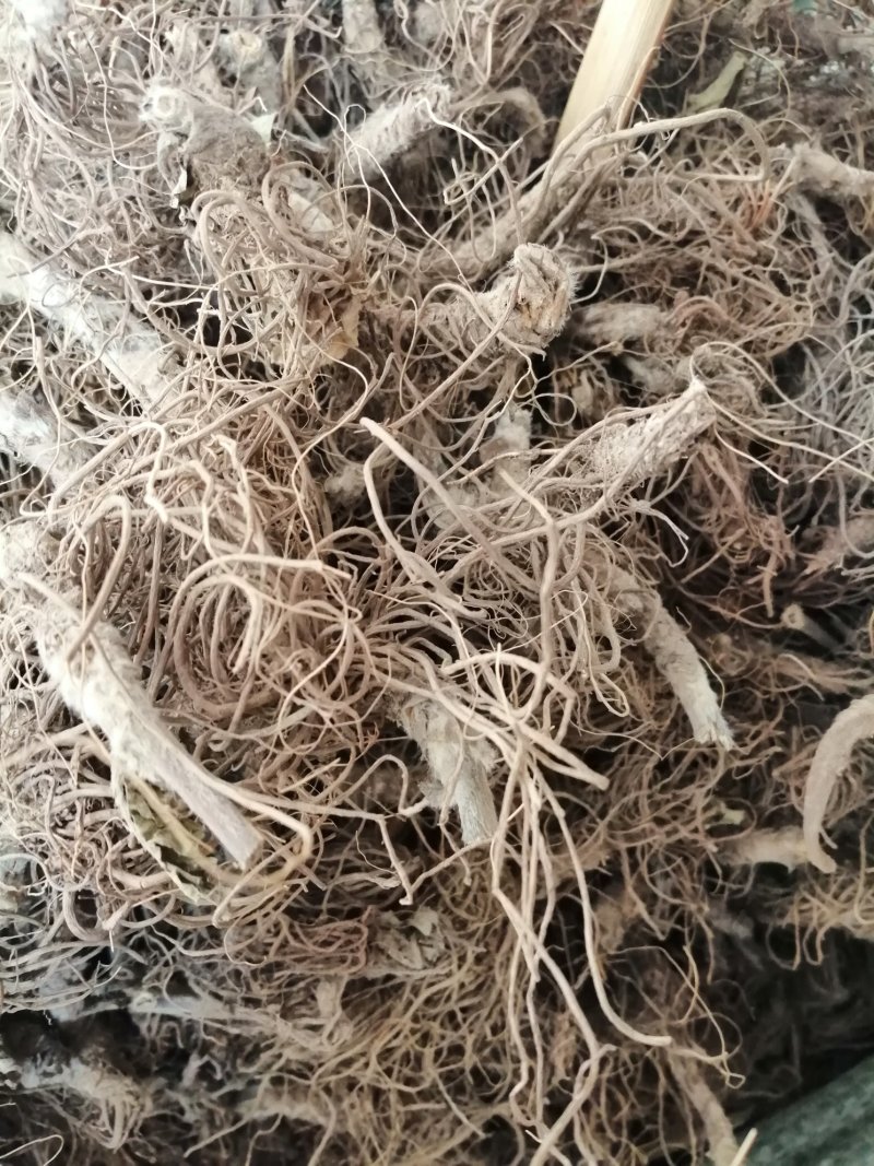 地胆头(根)，地胆草的根头干品，长期有货供应