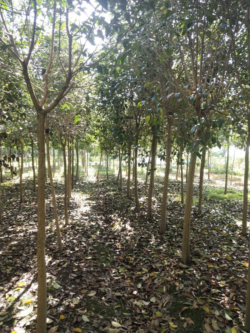 大叶女贞3-20公分精品，工程苗任您选择！