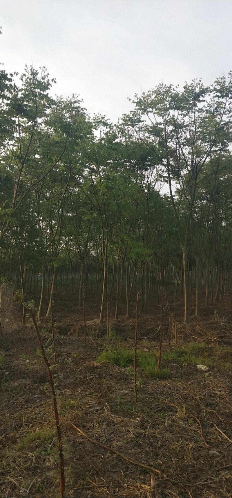 栾树（4-8）公分栾树各种规格，大量供应，价格优美