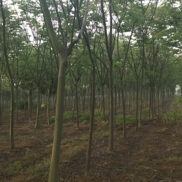 栾树（4-8）公分栾树各种规格，大量供应，价格优美