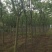 栾树（4-8）公分栾树各种规格，大量供应，价格优美