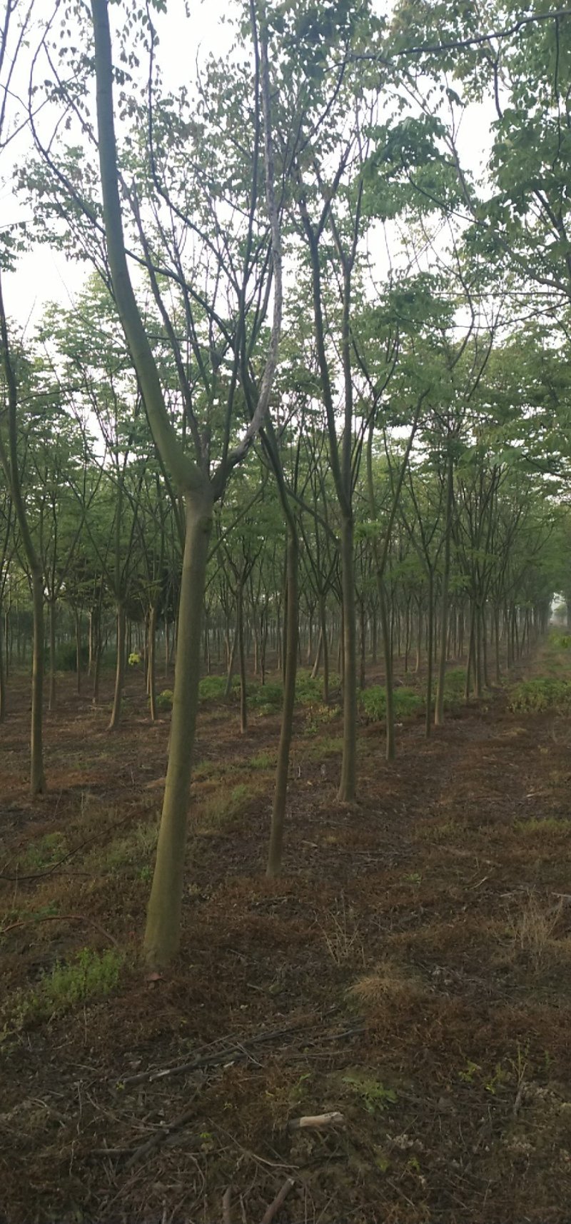栾树（4-8）公分栾树各种规格，大量供应，价格优美
