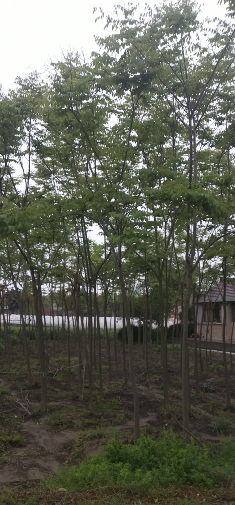 栾树（4-8）公分栾树各种规格，大量供应，价格优美