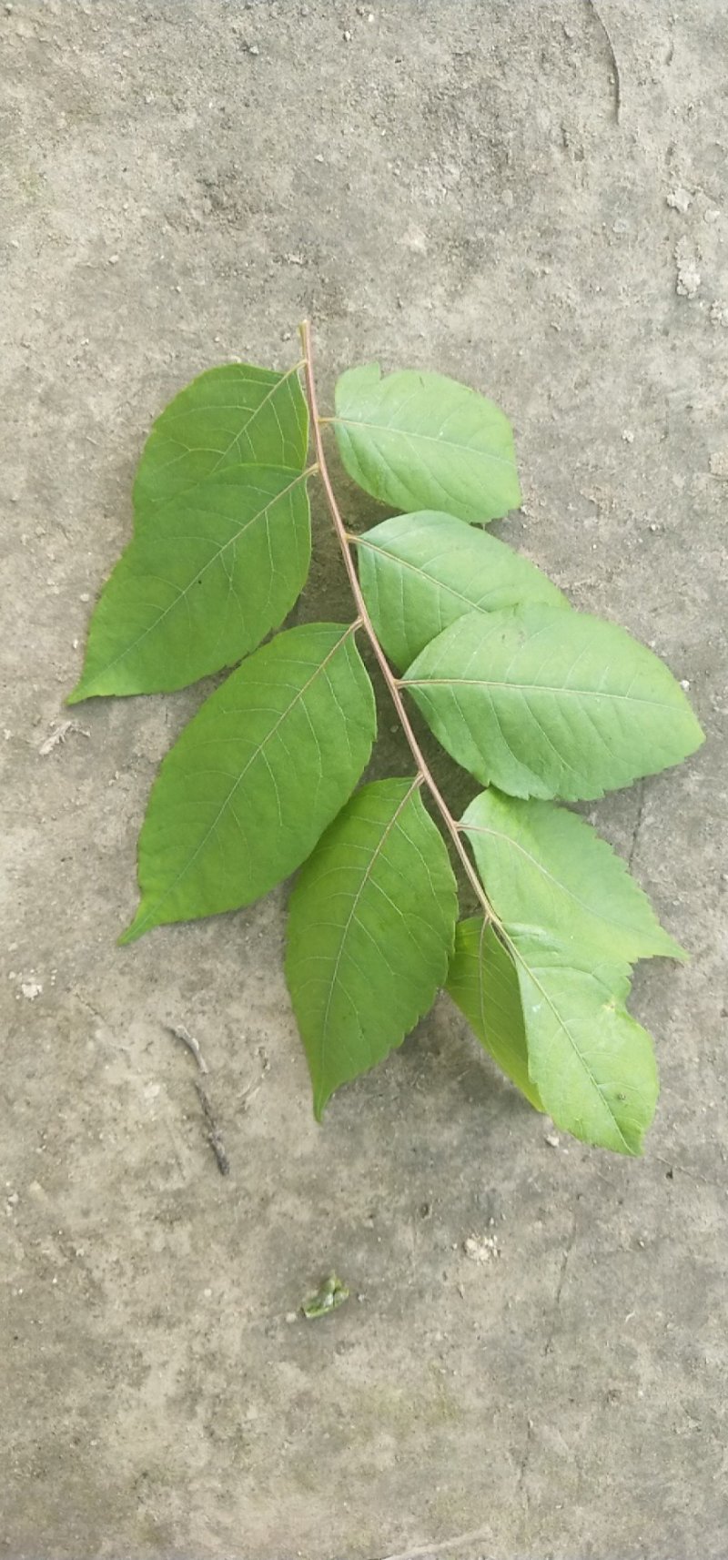 栾树（4-8）公分栾树各种规格，大量供应，价格优美
