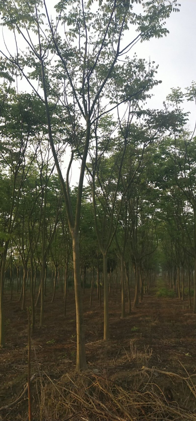 栾树（4-8）公分栾树各种规格，大量供应，价格优美