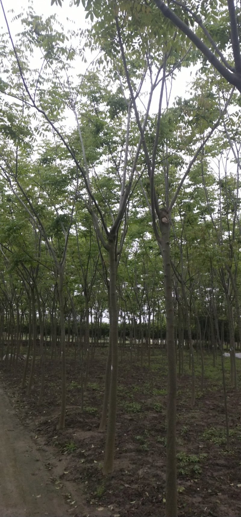 栾树（4-8）公分栾树各种规格，大量供应，价格优美