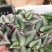 吊兰植物吊竹梅竹节吊兰盆栽紫叶吊竹梅紫吊兰大盆