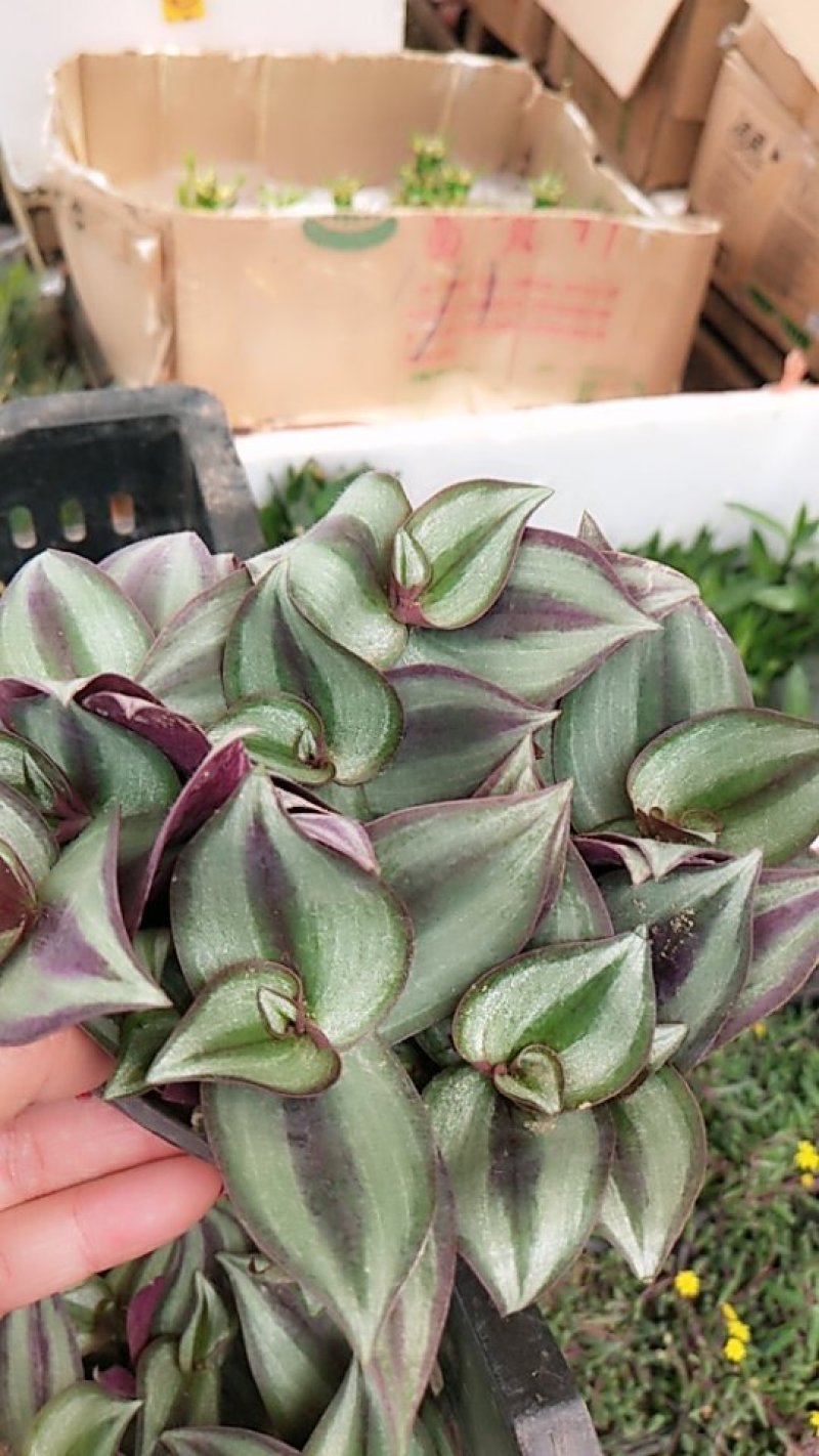 吊兰植物吊竹梅竹节吊兰盆栽紫叶吊竹梅紫吊兰大盆