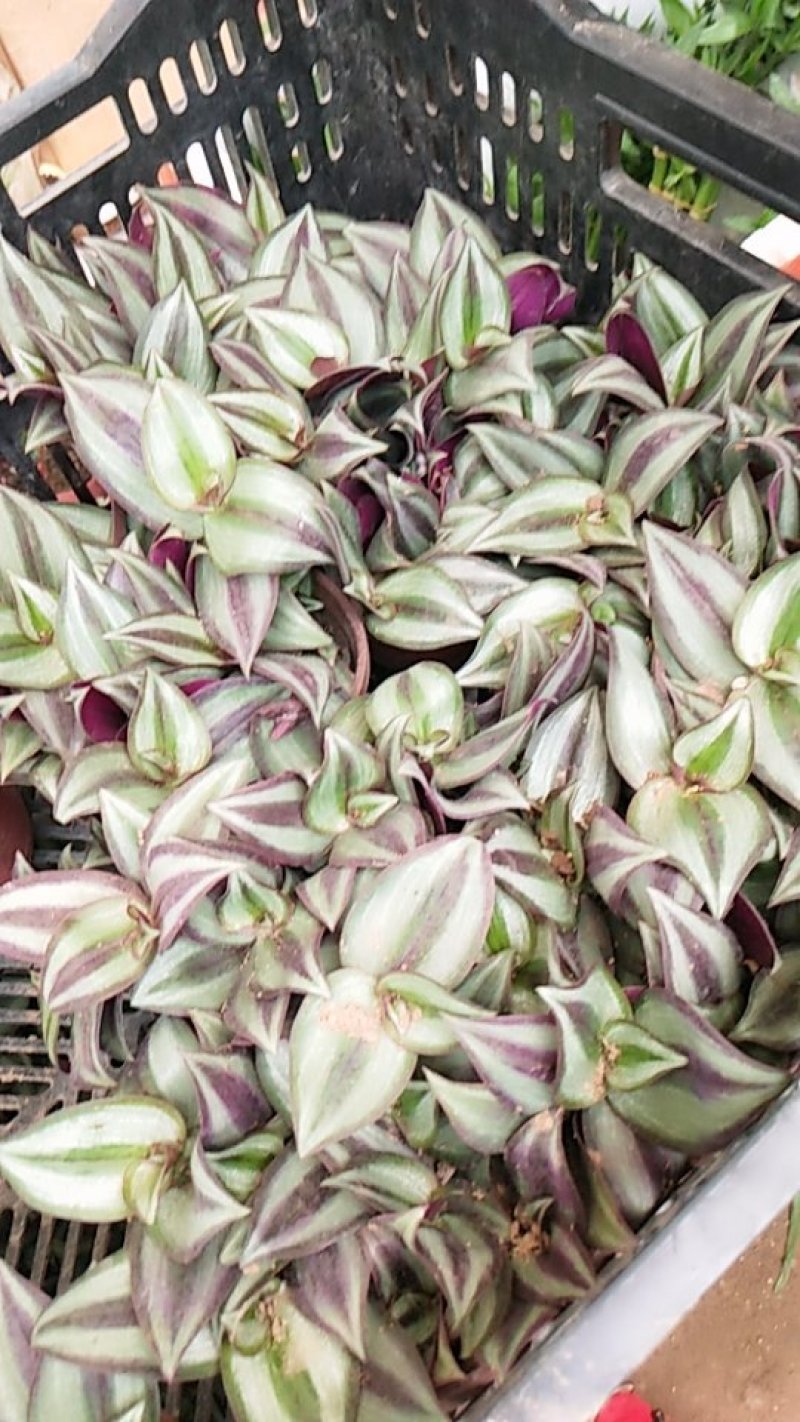 吊兰植物吊竹梅竹节吊兰盆栽紫叶吊竹梅紫吊兰大盆