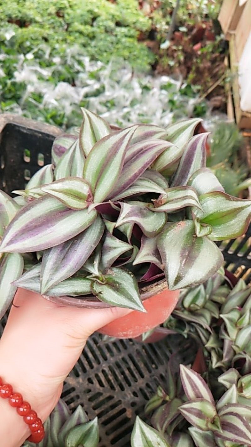 吊兰植物吊竹梅竹节吊兰盆栽紫叶吊竹梅紫吊兰大盆