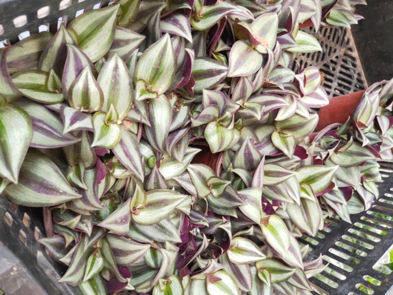 吊竹梅好养植物吸甲醛防辐射净化空气紫色