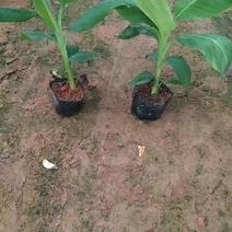 广西本地香蕉苗威廉斯B6南方种植产量高高产香蕉苗