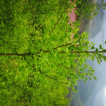 银杏树
