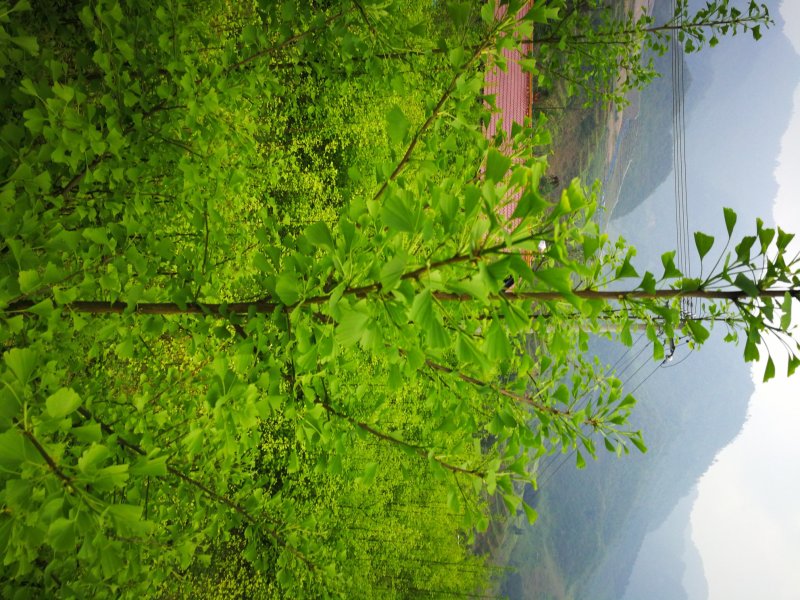 银杏树