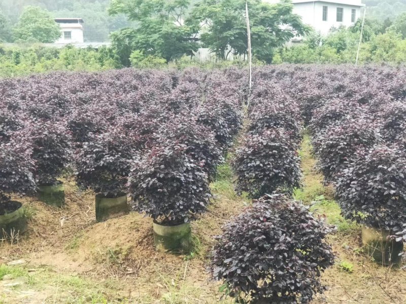红花继木球