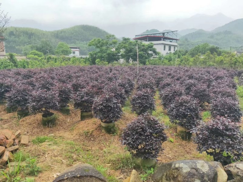 红花继木球