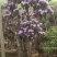 紫花杜鹃桩