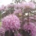 紫花杜鹃桩