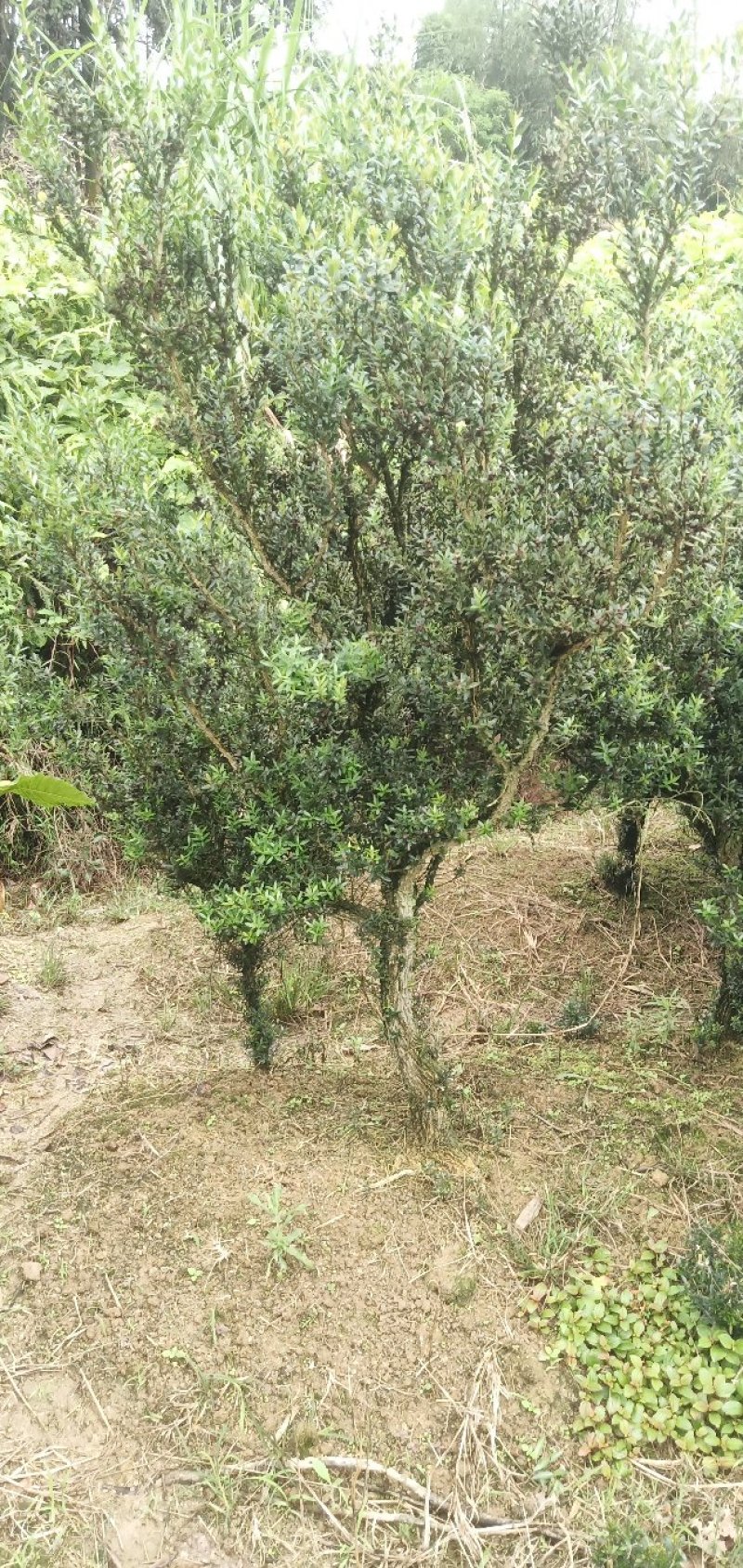 雀舌黄杨