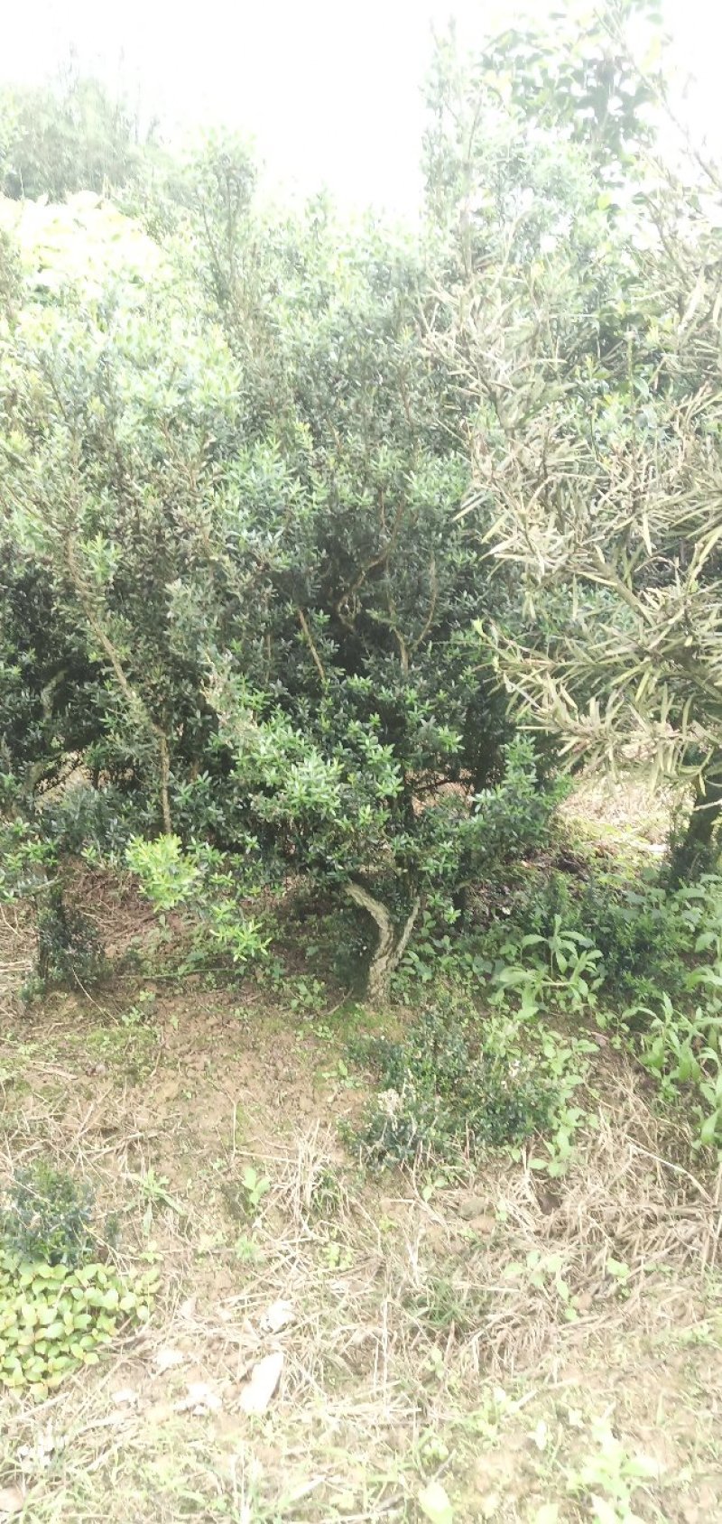 雀舌黄杨