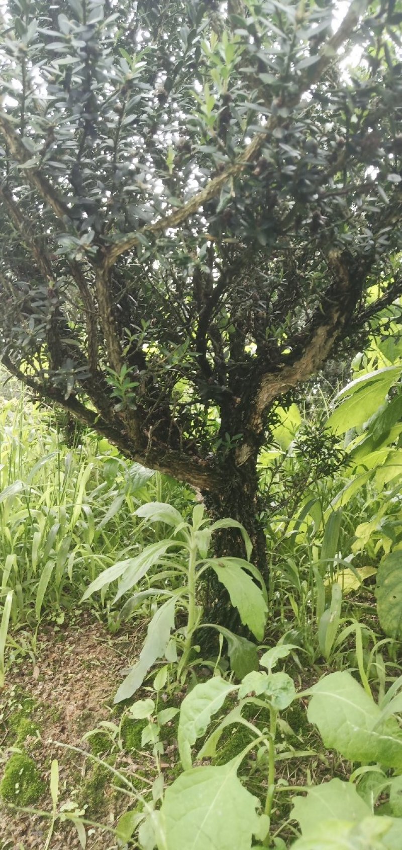 雀舌黄杨