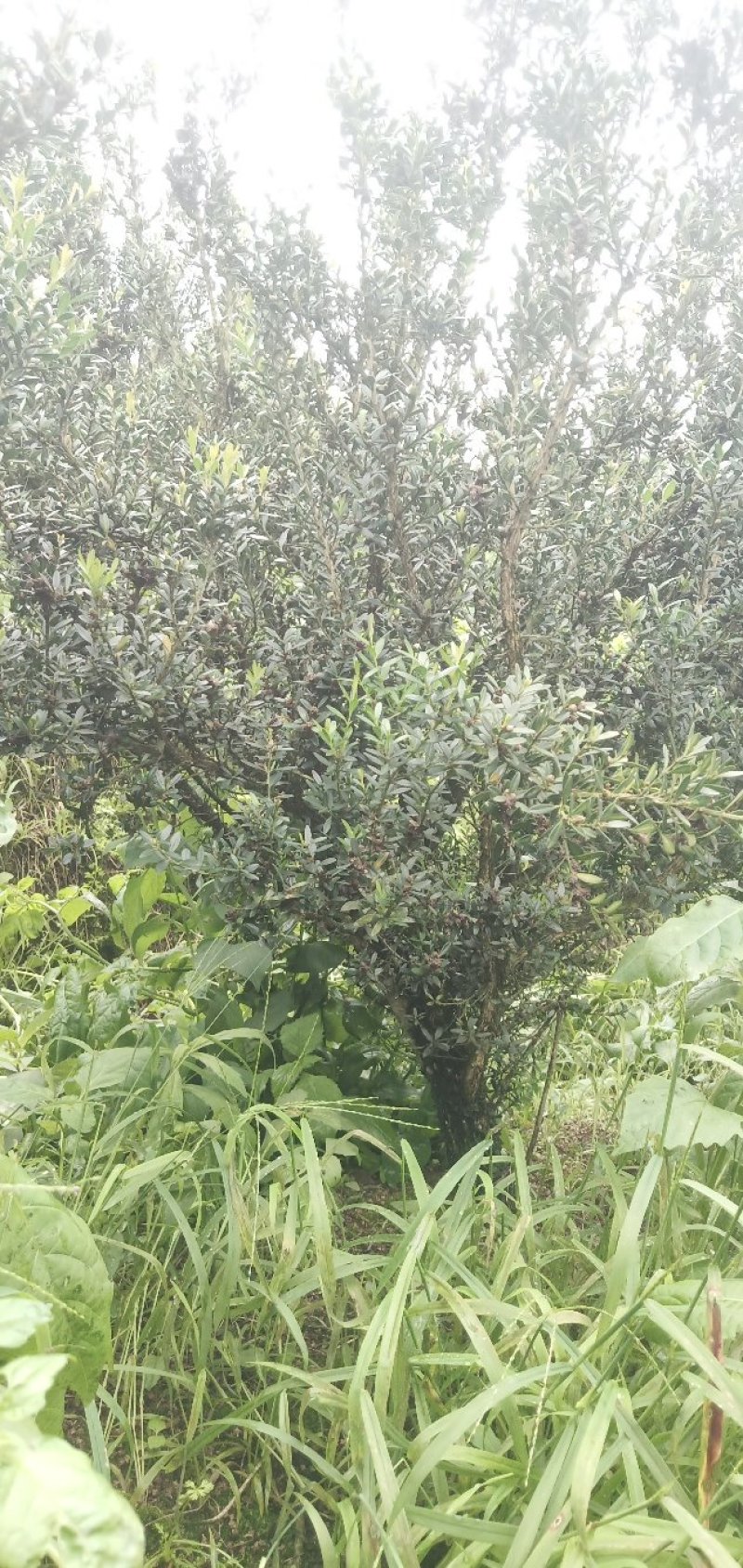 雀舌黄杨