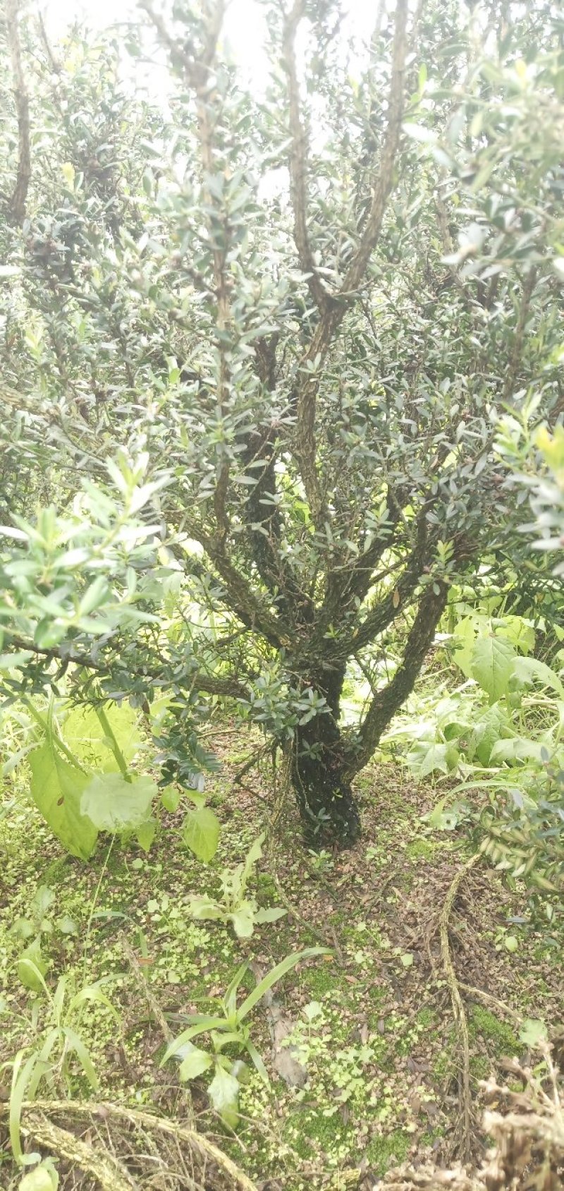 雀舌黄杨