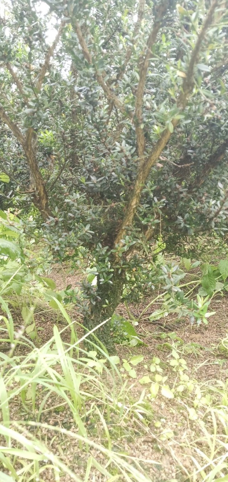 雀舌黄杨