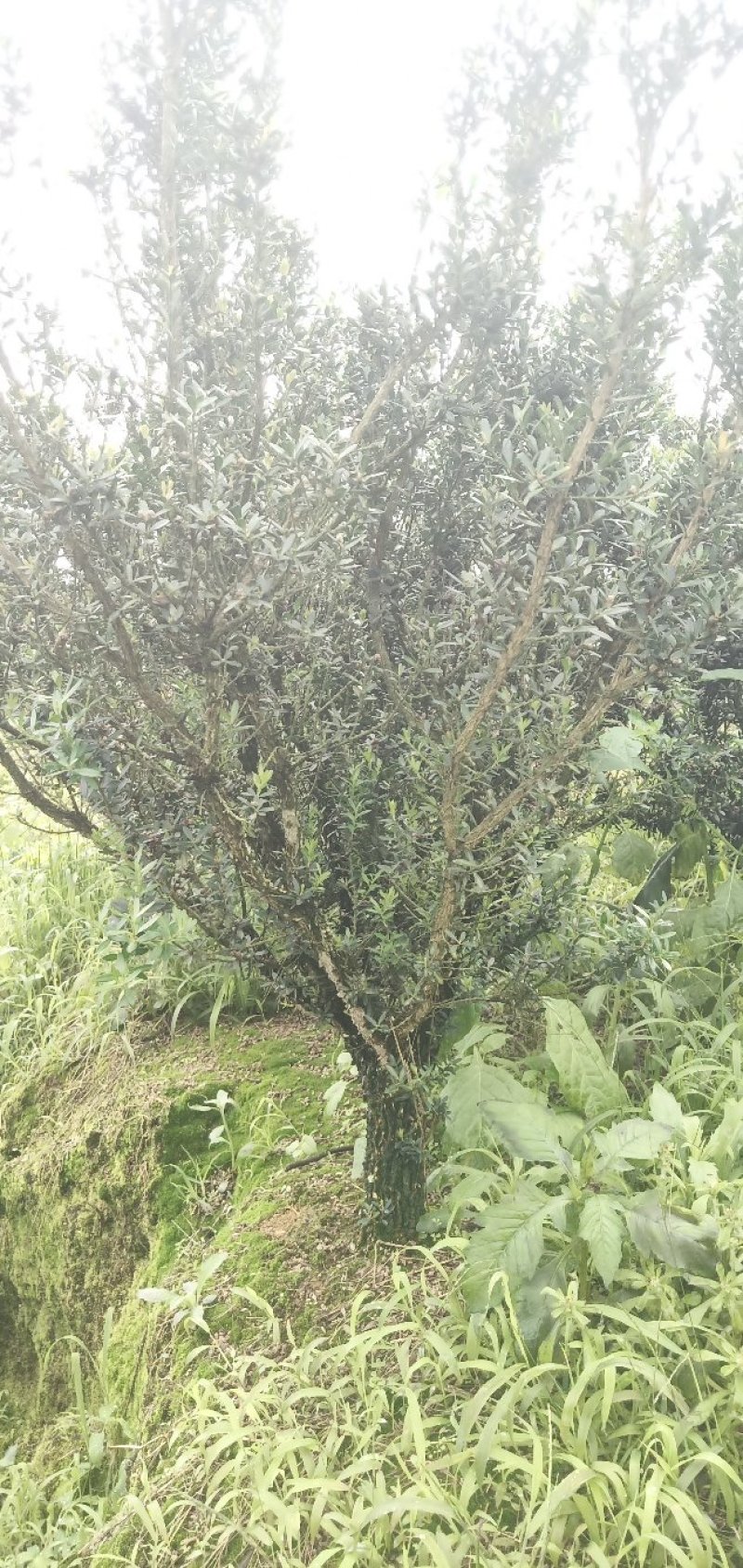 雀舌黄杨