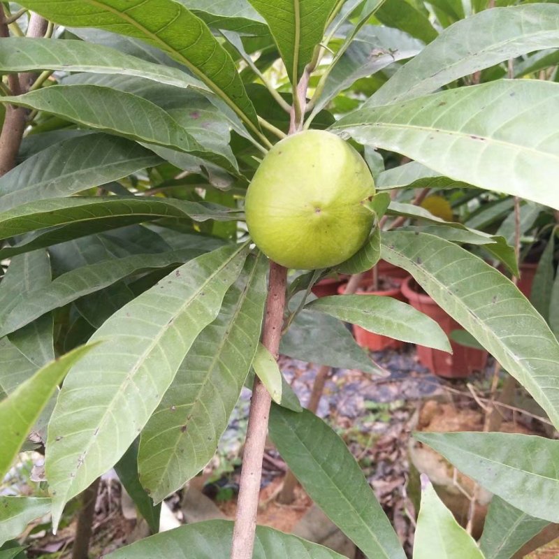 蛋黄果苗鸡蛋果苗阳台庭院南方种植当年结果苗