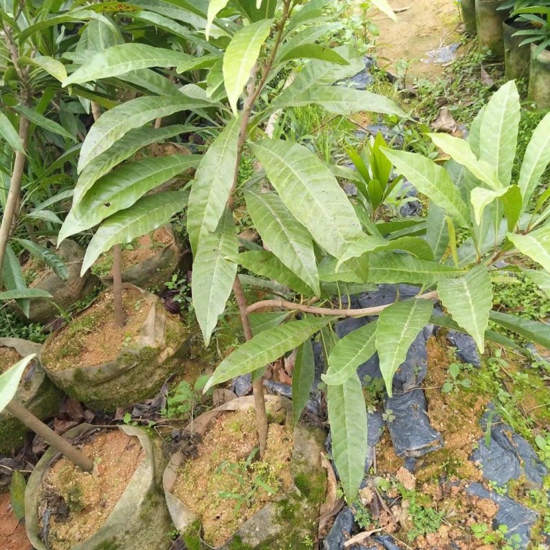 蛋黄果苗鸡蛋果苗阳台庭院南方种植当年结果苗